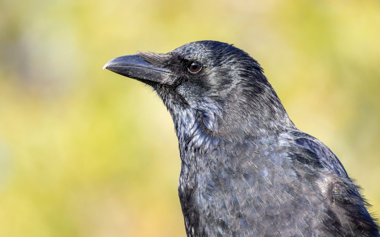 Portrait de profil d'une corneille noire au plumage aux reflets bleutés, sur fond végétal flou