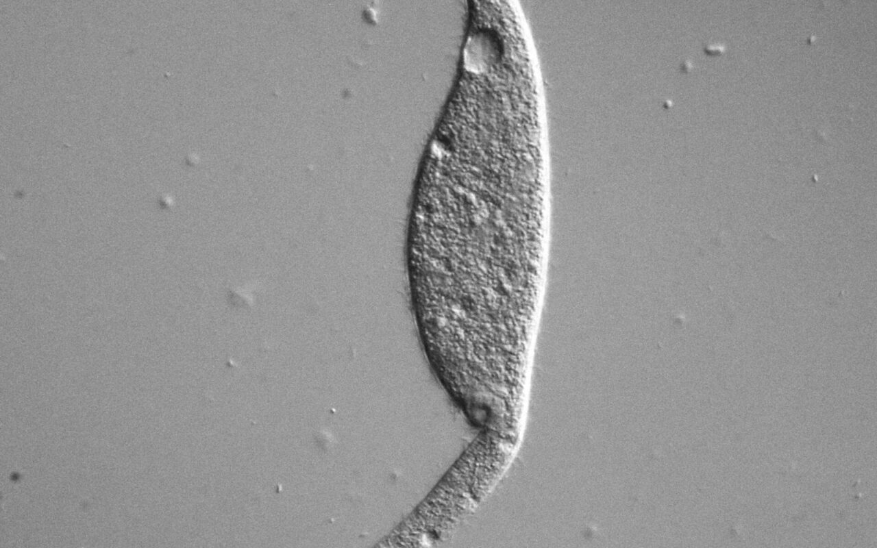 Micrographie en niveaux de gris d'un organisme unicellulaire allongé, le cilié Dileptus anatinus, grossi 400 fois.