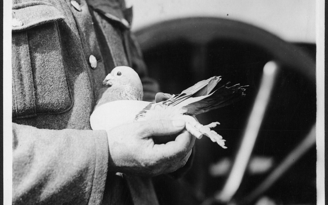 Photo en noir et blanc : un soldat en uniforme britannique tient un pigeon contre lui et fixe un message à sa patte.